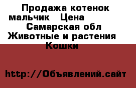 Продажа котенок мальчик › Цена ­ 10 000 - Самарская обл. Животные и растения » Кошки   